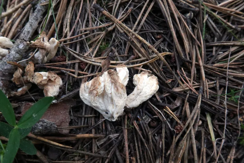 Clavulina rugosa 1 - IMG_5260